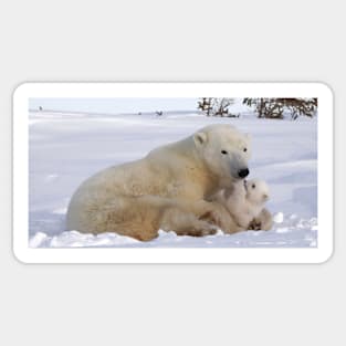 Polar bear family resting Sticker